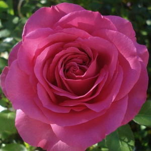 Szkółka róż - róża wielkokwiatowa - Hybrid Tea - różowy  - Rosa  Lucia Nistler® - róża ze średnio intensywnym zapachem - Hans Jürgen Evers - Jej mocny kolor możemy uwydatnić kojarząc ją z kwiatami białymi i niebieskimi, jak również z koroną w kolorze srebrnym.